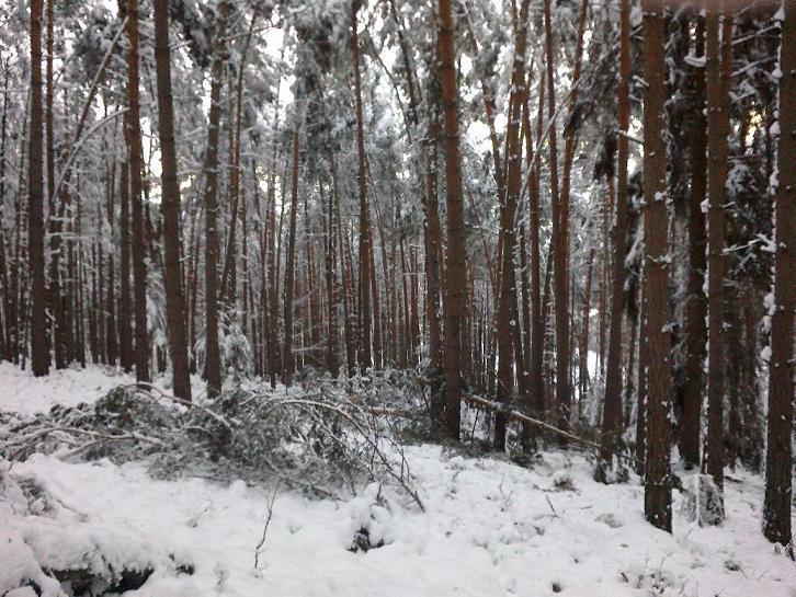 SchneebruchDezember 007.jpg