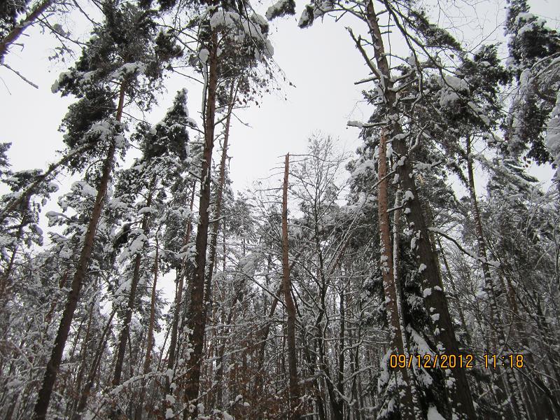 SchneebruchDezember1 001.jpg