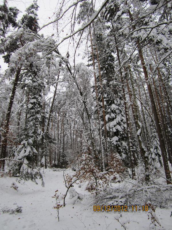 SchneebruchDezember1 002.jpg