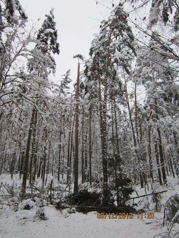 SchneebruchDezember1 003.jpg