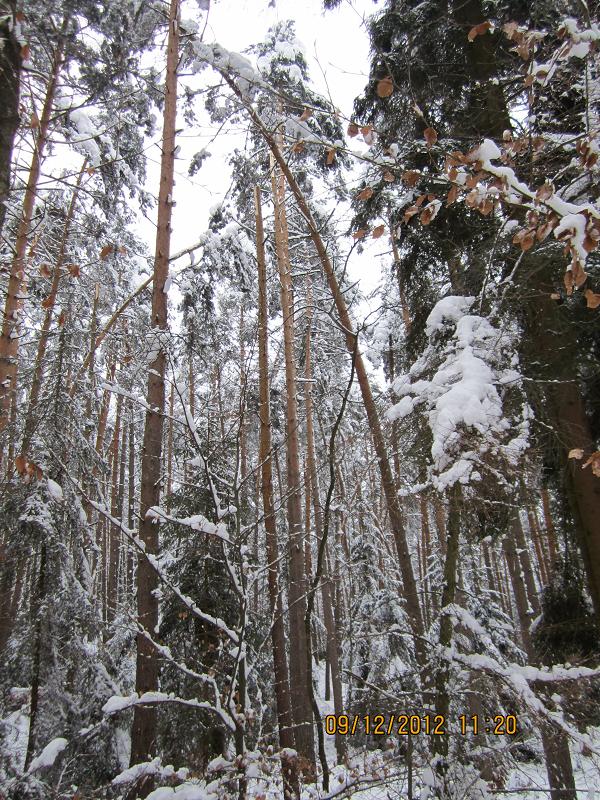 SchneebruchDezember1 004.jpg