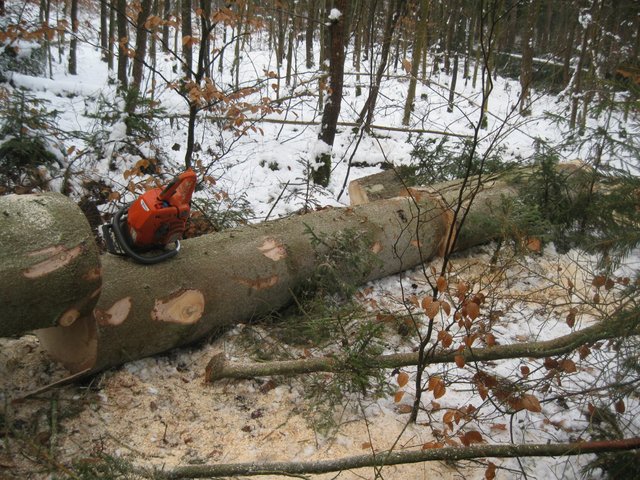 robin forstbilder 388.jpg