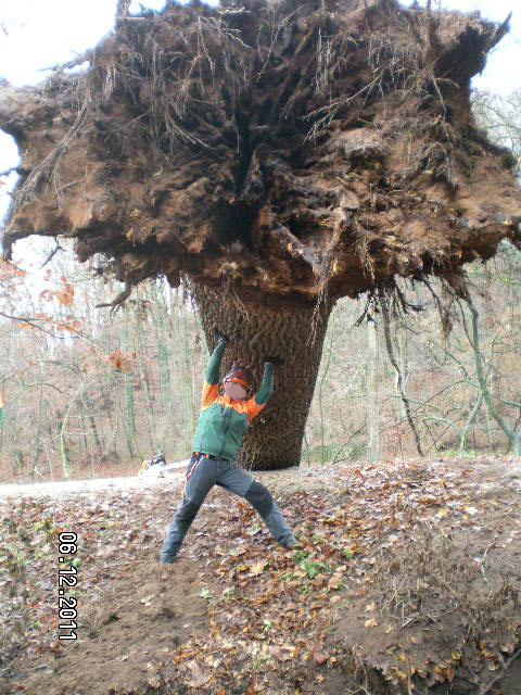 Umgestürzte Alteiche am 06 12 2011.jpg