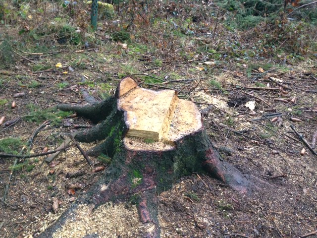 Kastenschnitt Tim.JPG