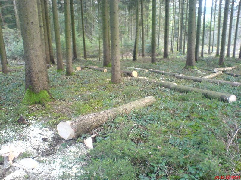 20121228_Durchforstung_V1.jpg