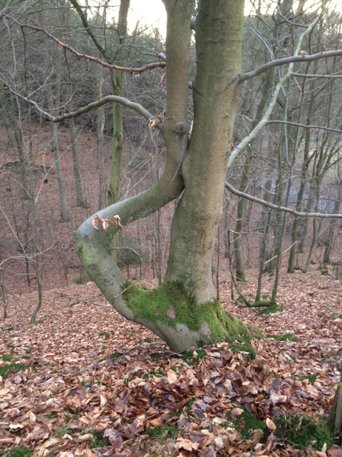 Guckloch-Baum.JPG