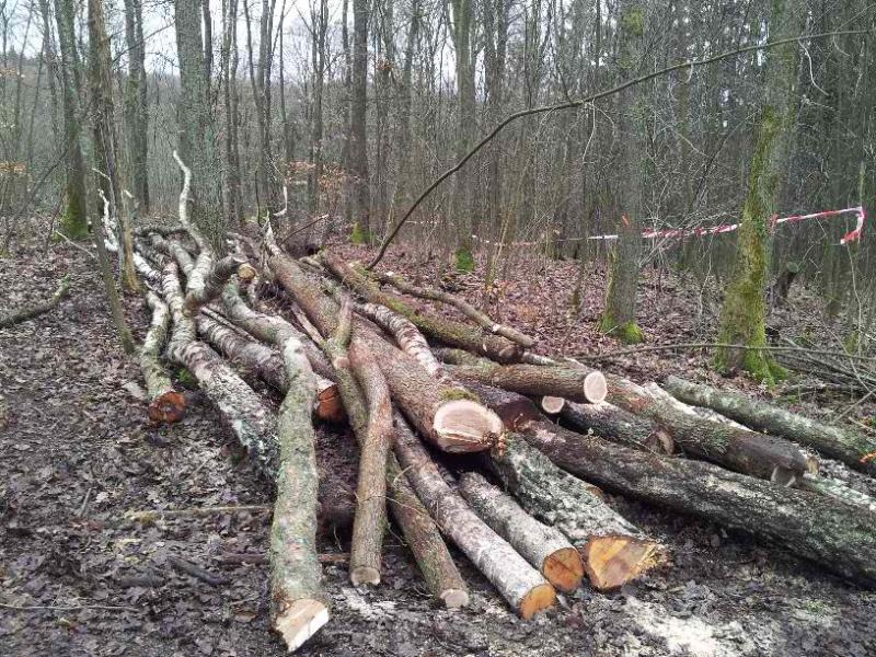 waldarbeit 1_800x600.jpg