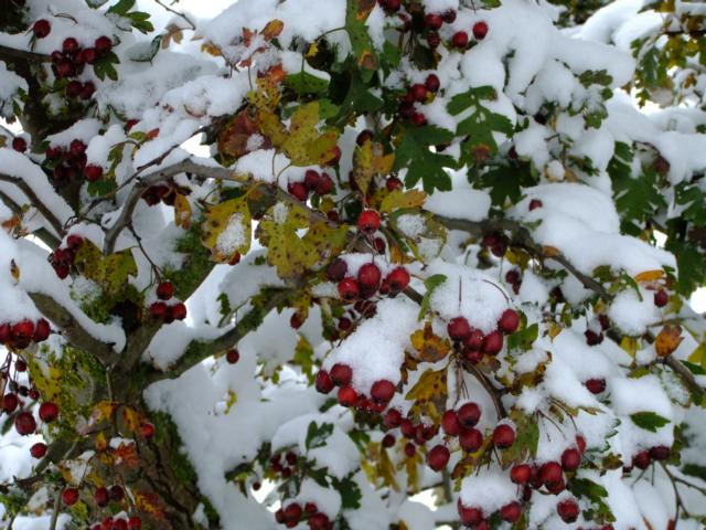 K640_erster Schnee 28.10.12 012.JPG