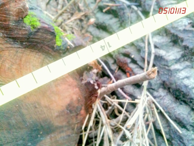 original(10) Kopie.jpg