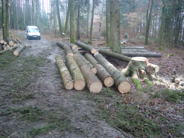 wald 003.JPG