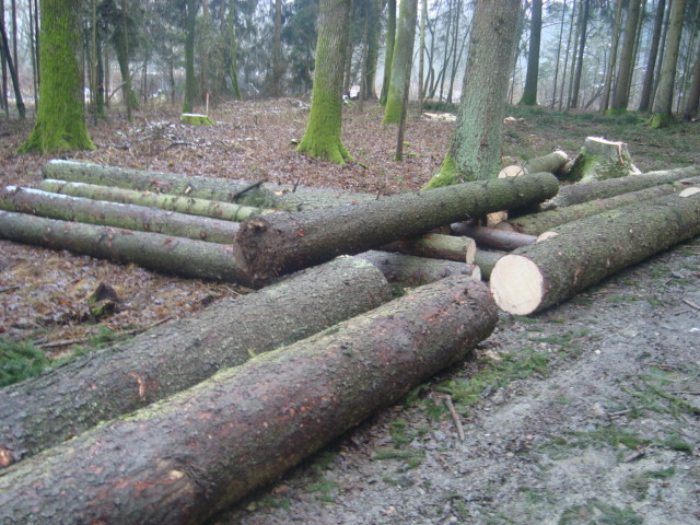 wald 007.JPG