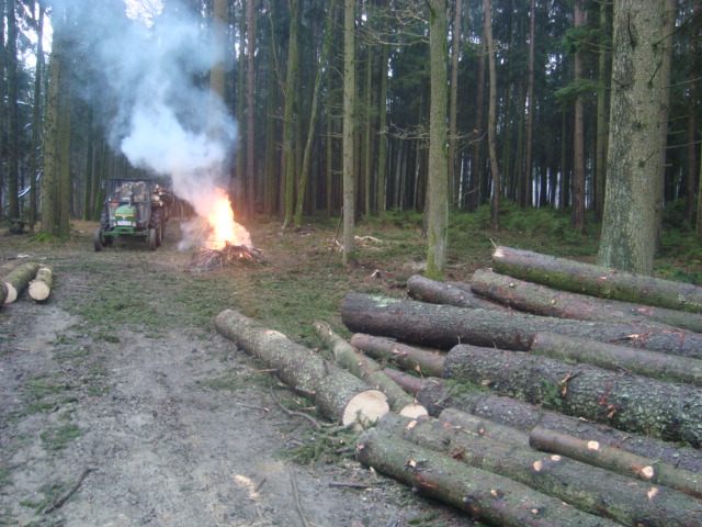 wald 006.JPG