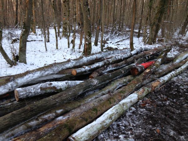 Tag im Wald 2 004.jpg