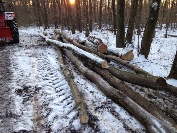 Tag im Wald 2 005.jpg