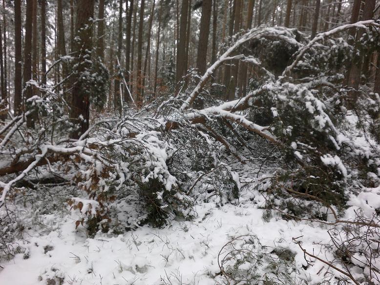 SchneebruchDezember12 006.jpg