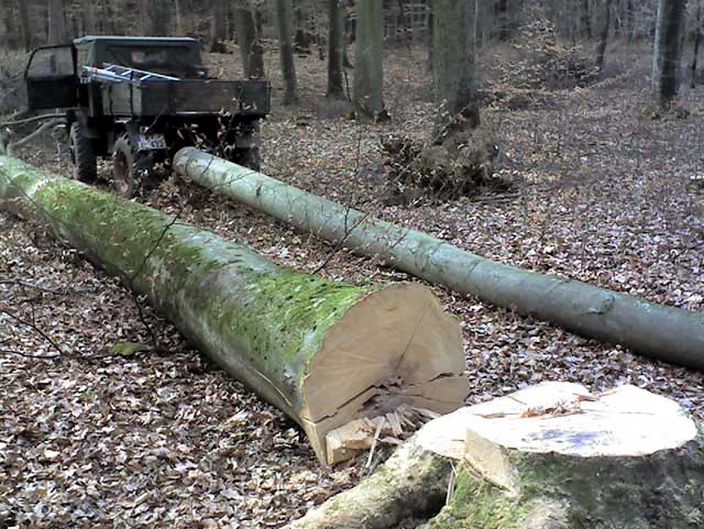RückenBuche2-kl.jpg