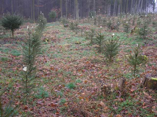 bäumchenkleben 006k.jpg