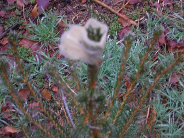 bäumchenkleben 007k.jpg