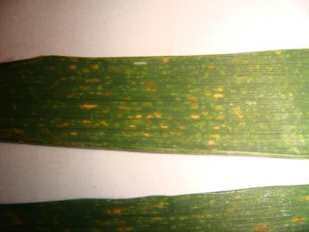 Weizen mit roten Pusteln.JPG