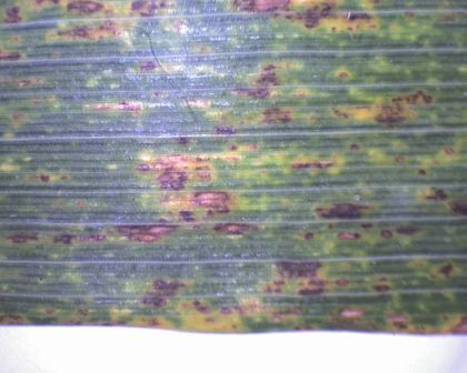 10fache Vergrößerung.jpg