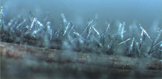 Konidienträger DTR.jpg