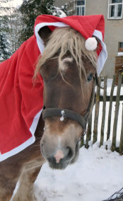 Weihnachtskartenfoto 2012 Reni mit Mütze - 1.jpg