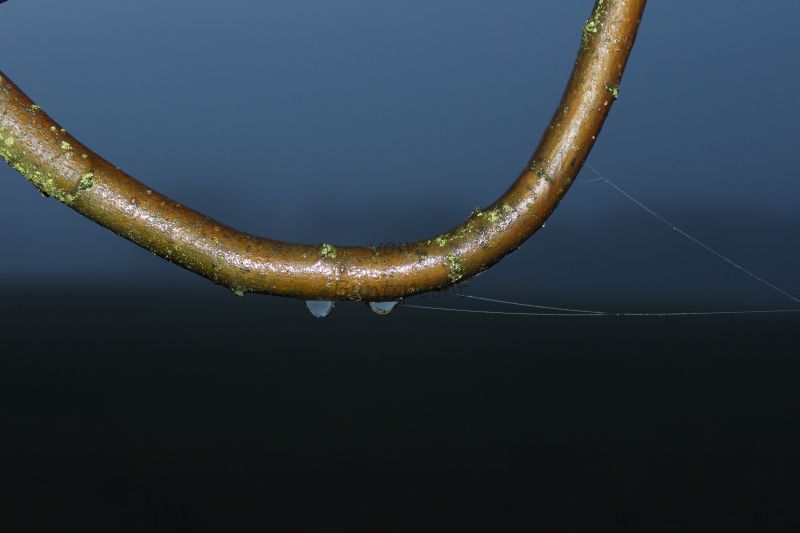 Bildla Nummä 003.jpg