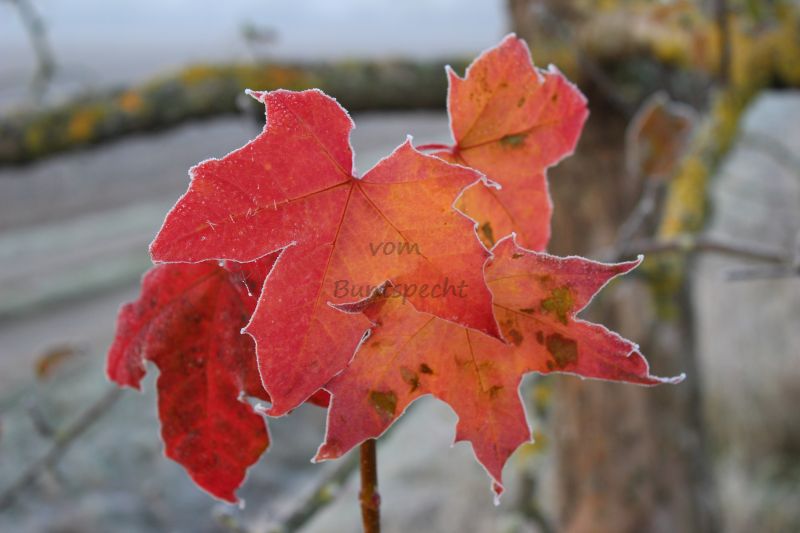 Bildla Nummä 010.jpg