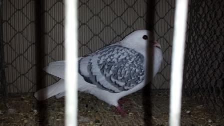 Thüringer Schildtaube blau- weiß geschuppt.jpg