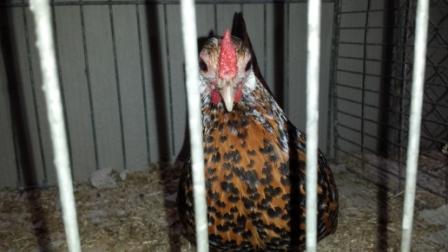 Bantam porzellan.jpg