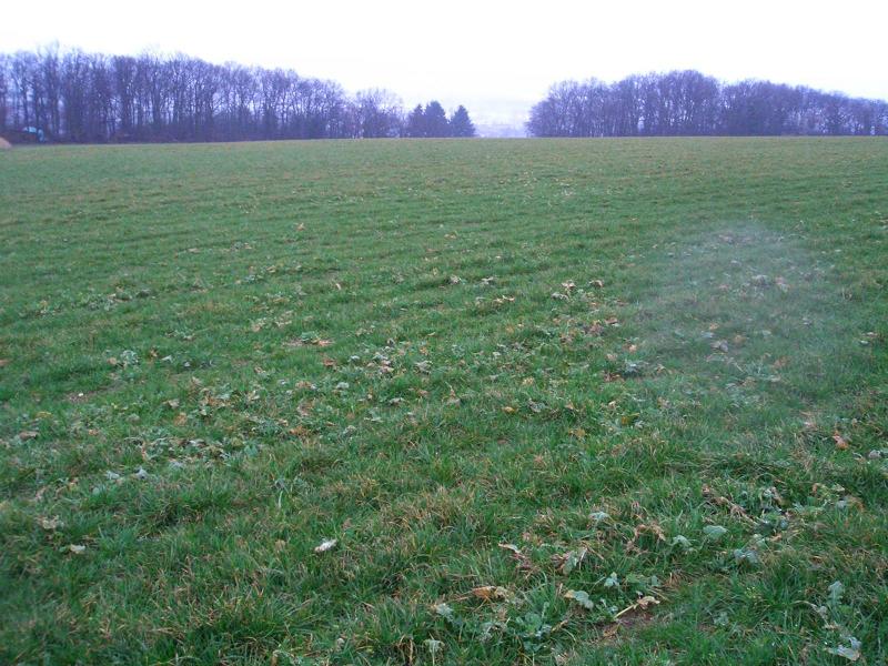 Weide1.JPG