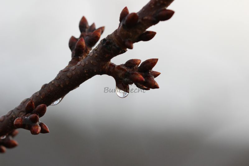 Bildla Nummä 006.jpg