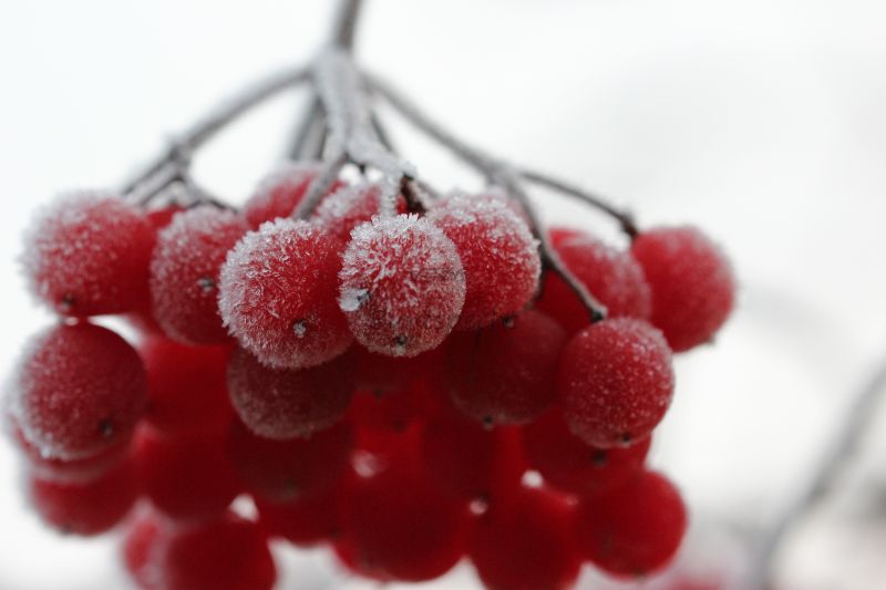 Bildla Nummä 001.jpg