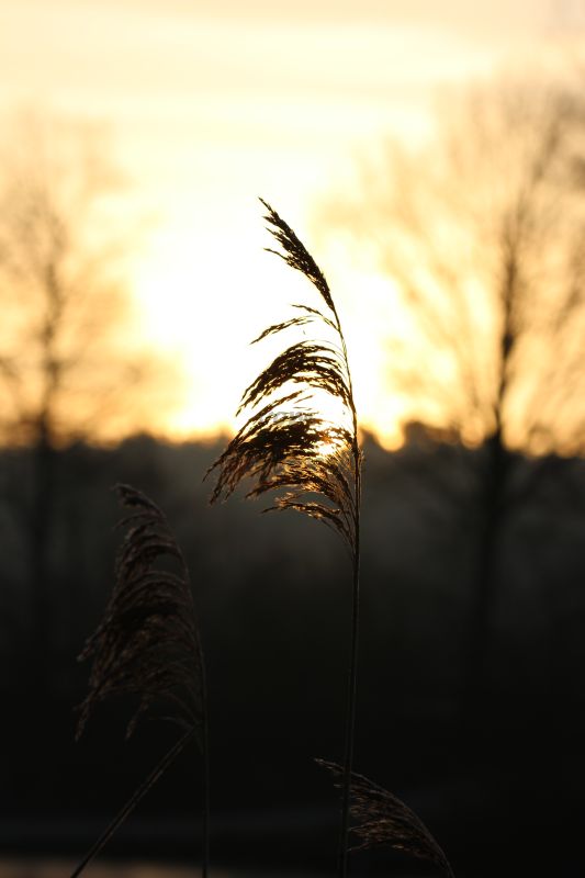 Bildla Nummä 018.jpg