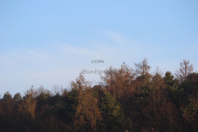 Bildla Nummä 024.jpg