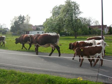 Herde3.JPG