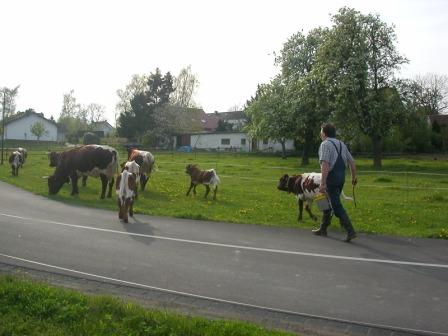 Herde4.JPG