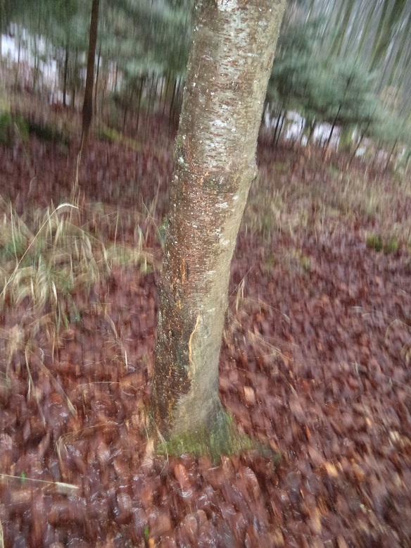 douglasie klein.jpg1.jpg