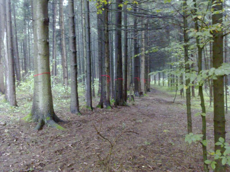 Fichten_am_Waldweg.JPG
