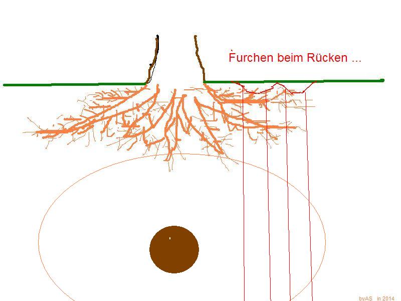 Baum_Wurzel_mit Furchen_vom_Rücken.JPG