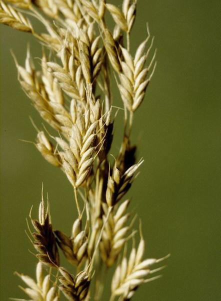JCS Bromus secalinus 00376.jpg
