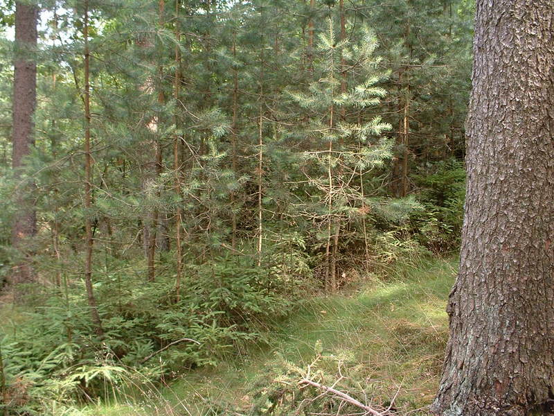 wald 10.jpg