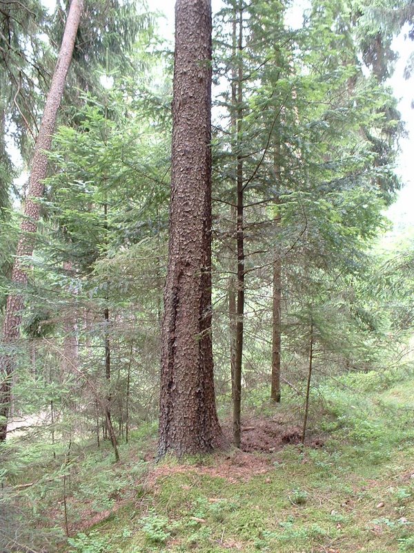 wald 9.jpg