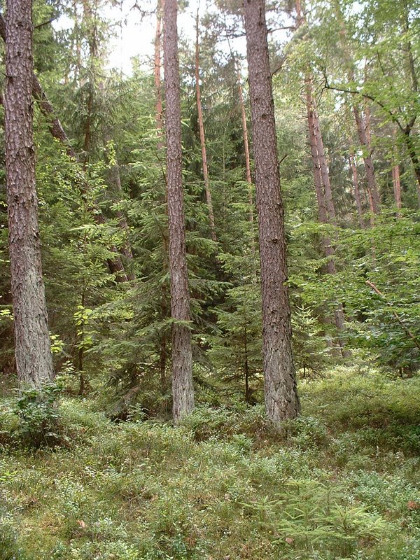 wald 4.jpg