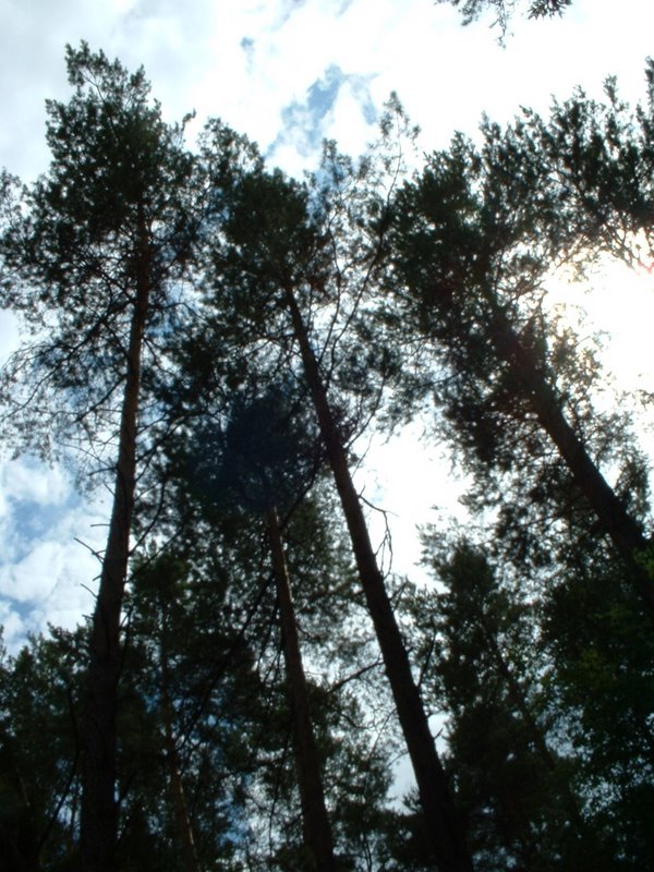 wald 3.jpg