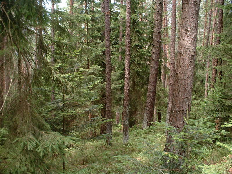 wald 2.jpg