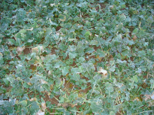 Pflugraps Wini Frühjahr 2014.JPG