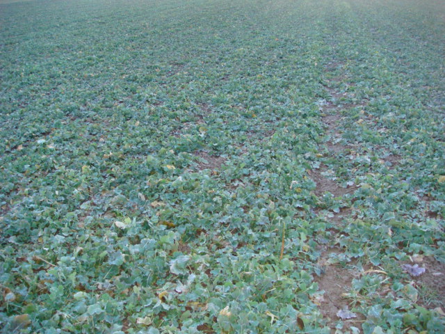 Pflugraps Wini ohne Fahrgassen im Frühjahr 2014.JPG