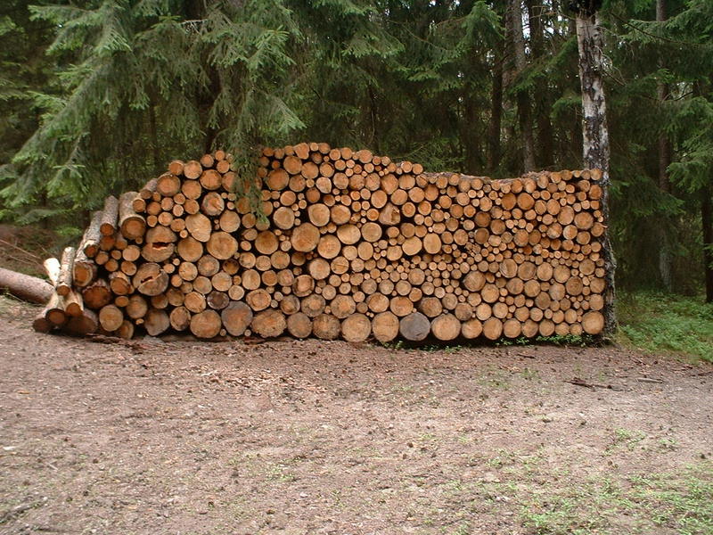 wald 5.jpg