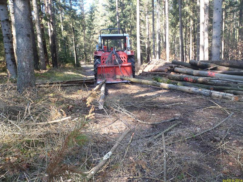 Duerr-Holz_P2240030_50.JPG